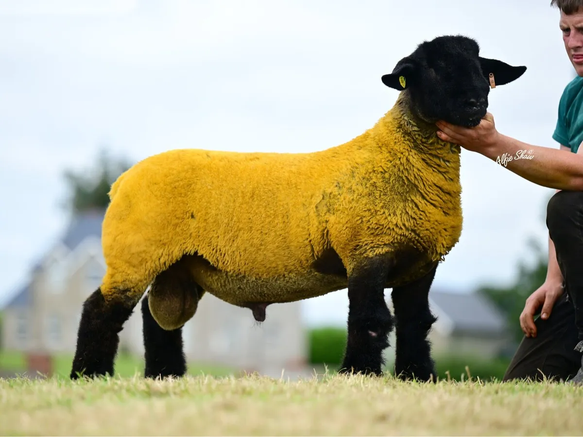 Pure Bred Suffolk Ram Lambs - Image 2
