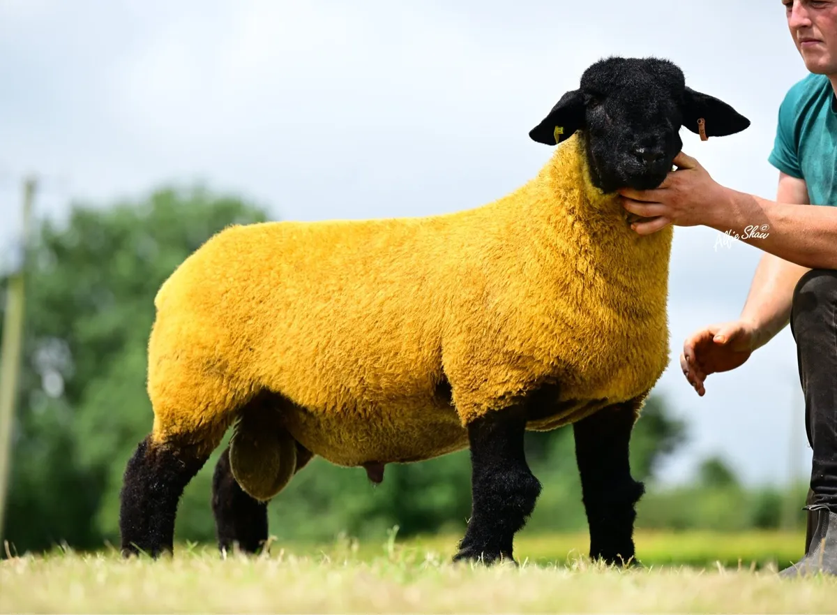 Pure Bred Suffolk Ram Lambs - Image 3