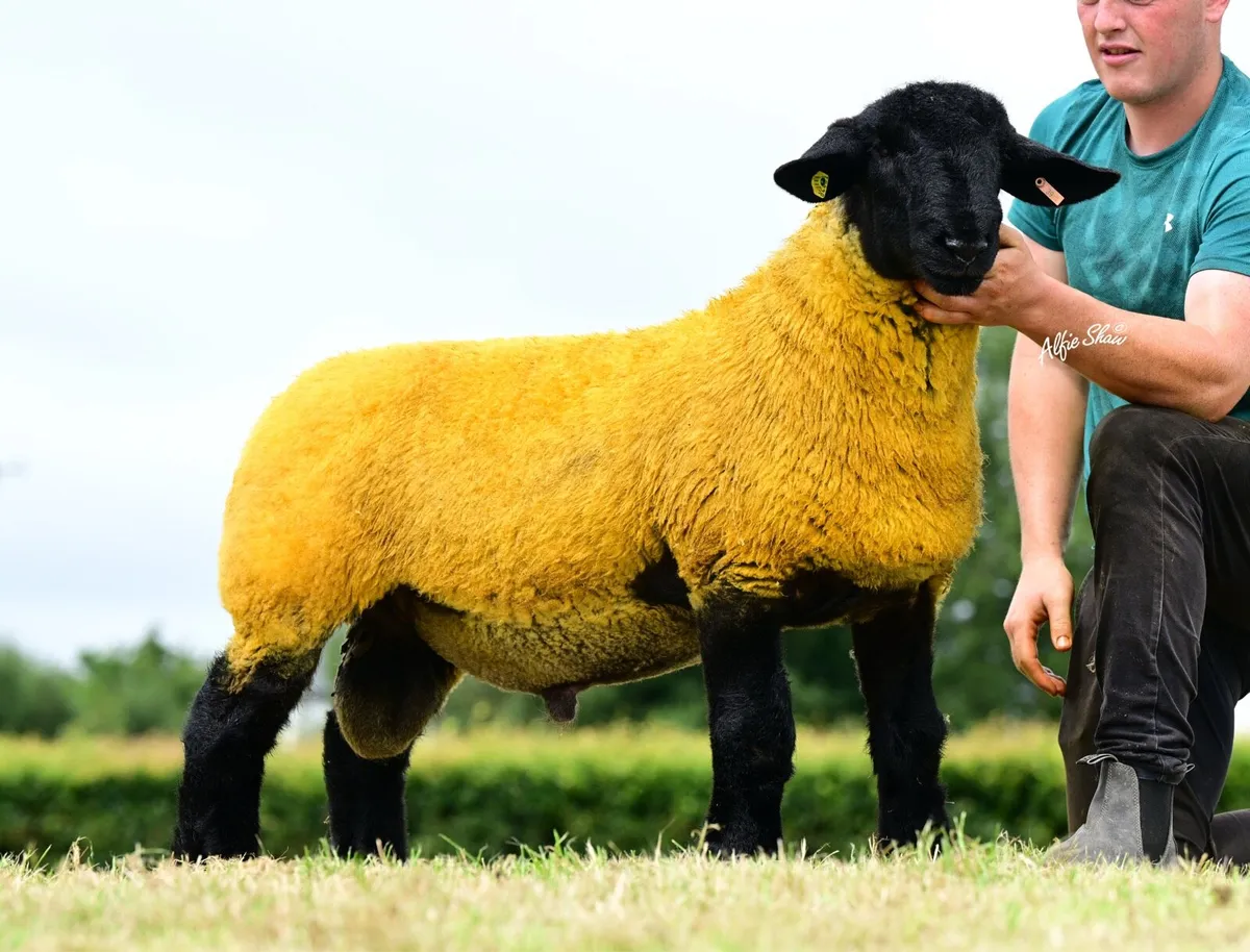 Pure Bred Suffolk Ram Lambs - Image 4