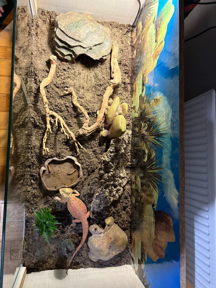 BEARDED DRAGON & FULL SETUP FOR SALE - Image 3