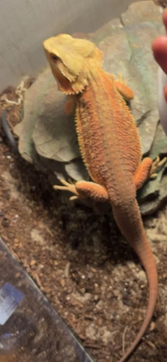 BEARDED DRAGON & FULL SETUP FOR SALE - Image 2