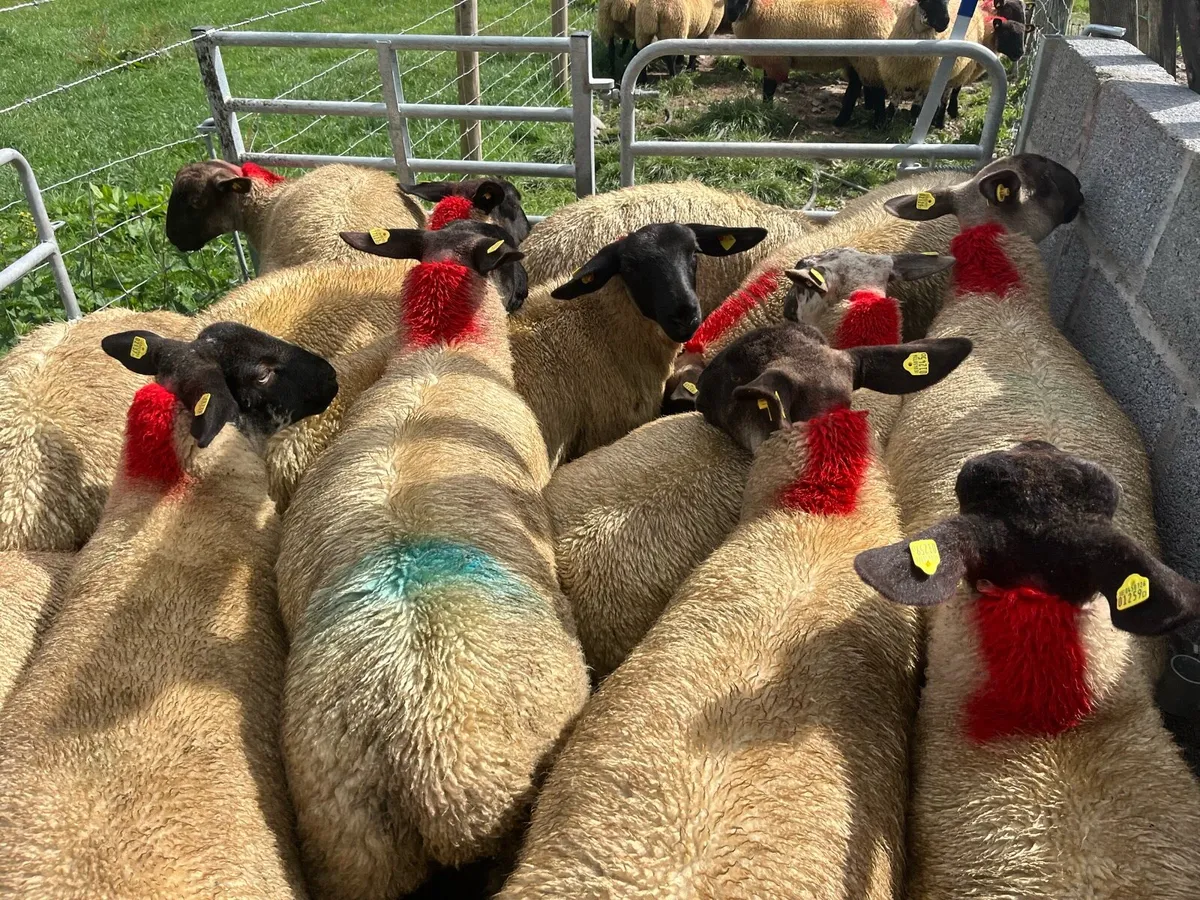 Suffolk ewe lambs - Image 2