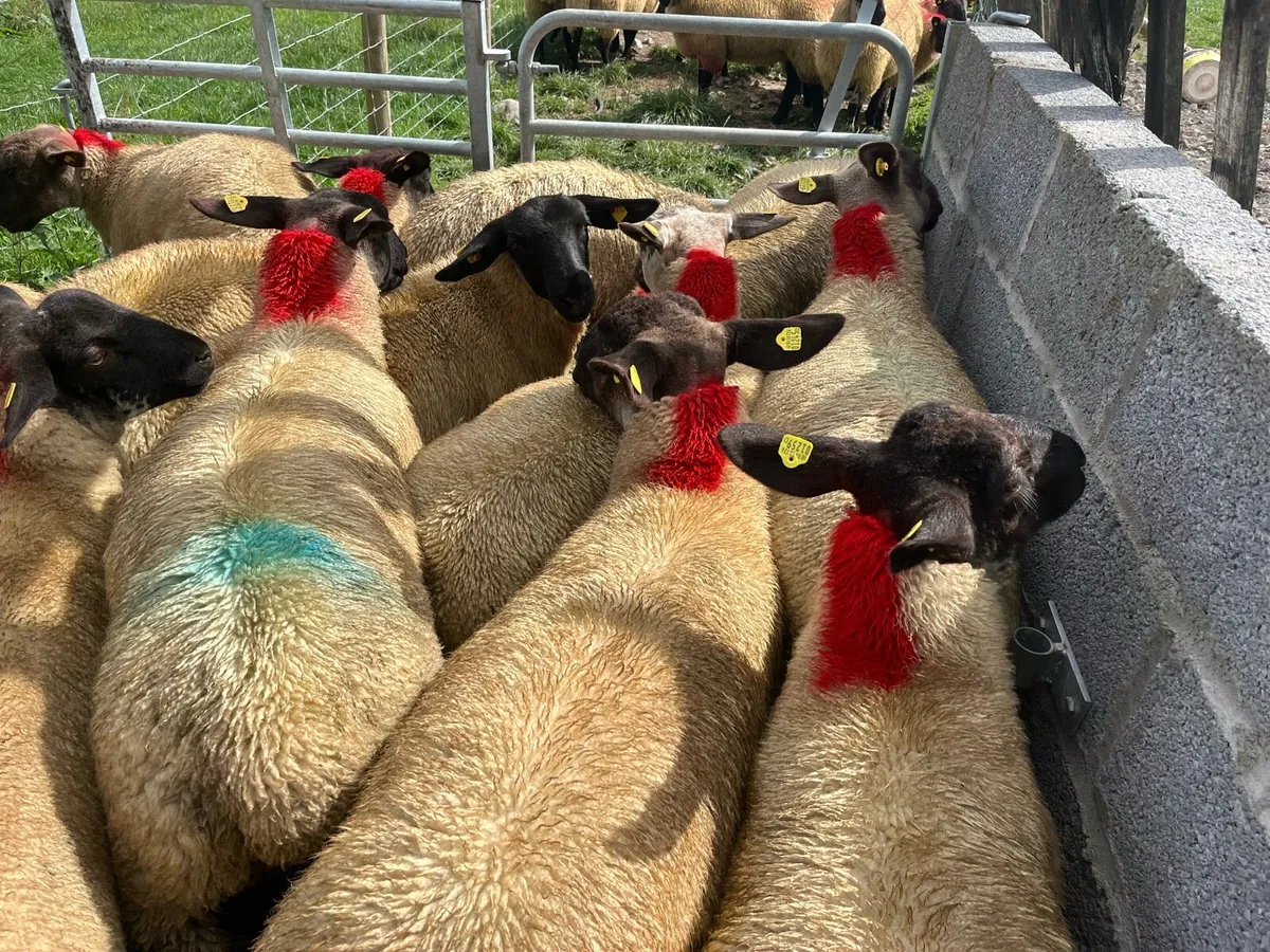 Suffolk ewe lambs - Image 3