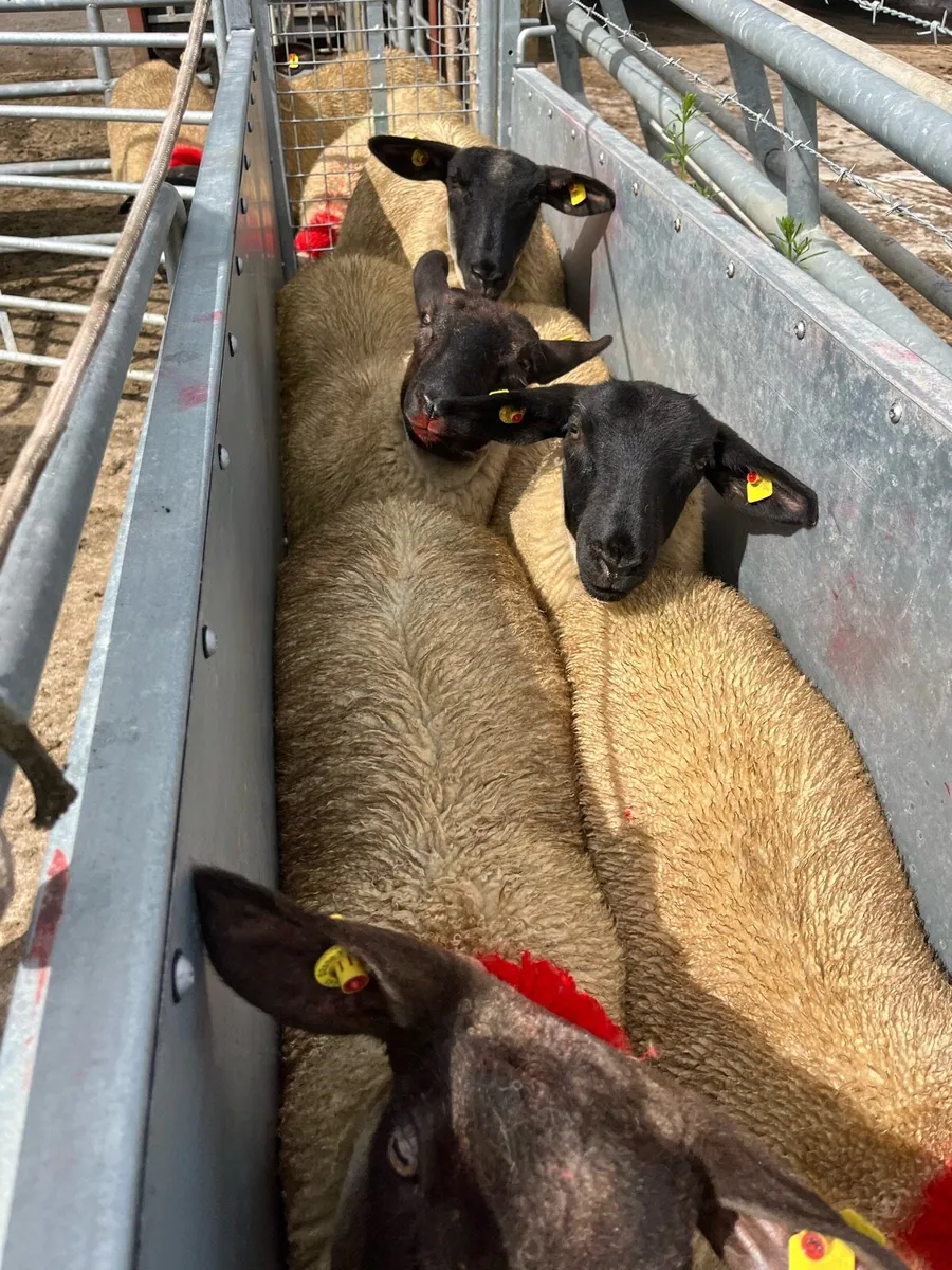 Suffolk ewe lambs - Image 4