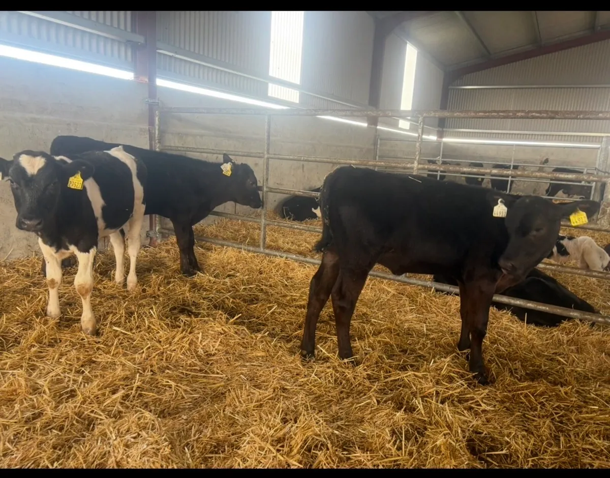 45 weaned calves - Image 4