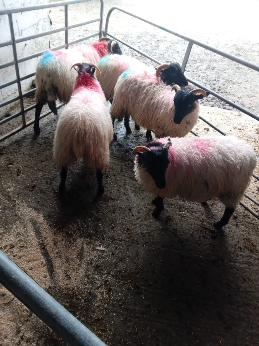 Ewe Lambs - Image 1
