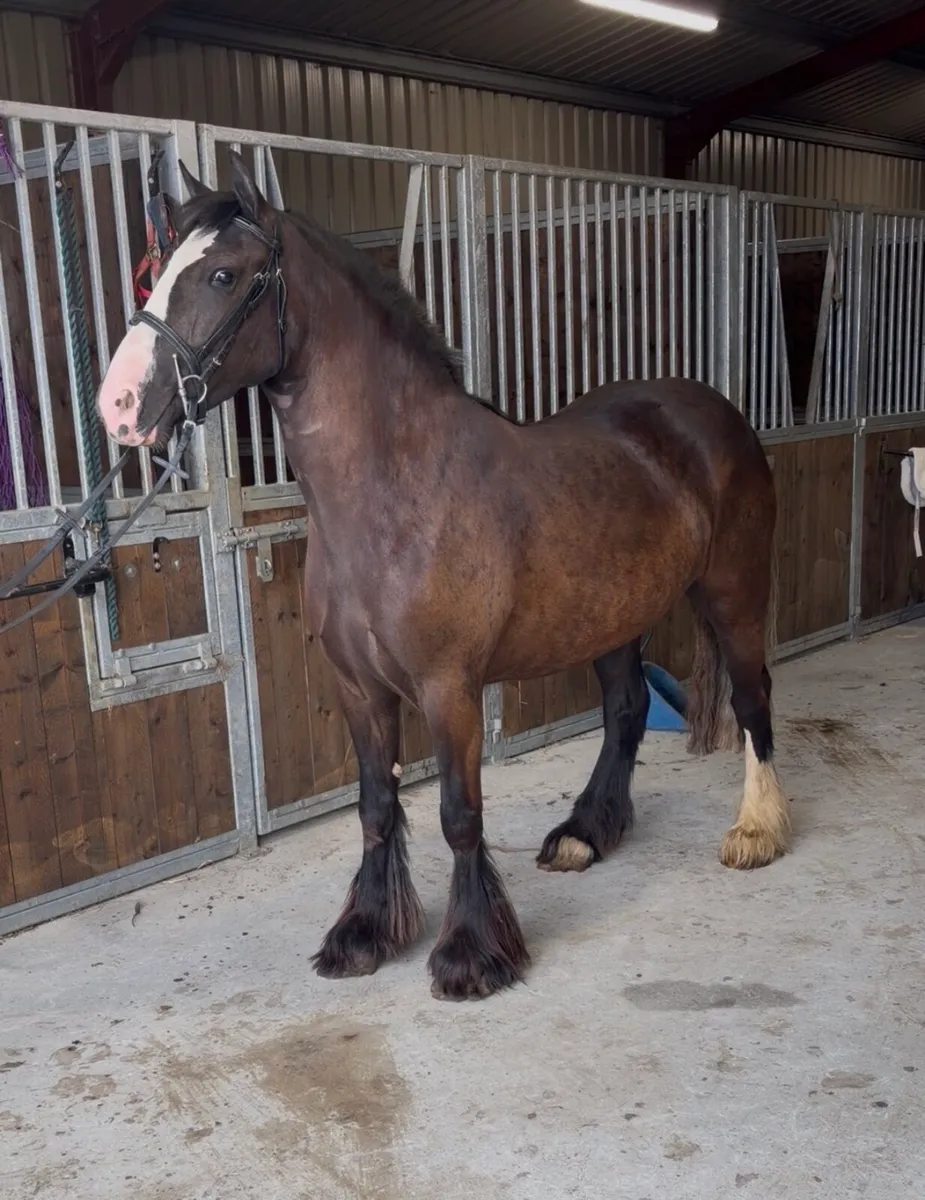 14.2 5 year old cob - Image 1