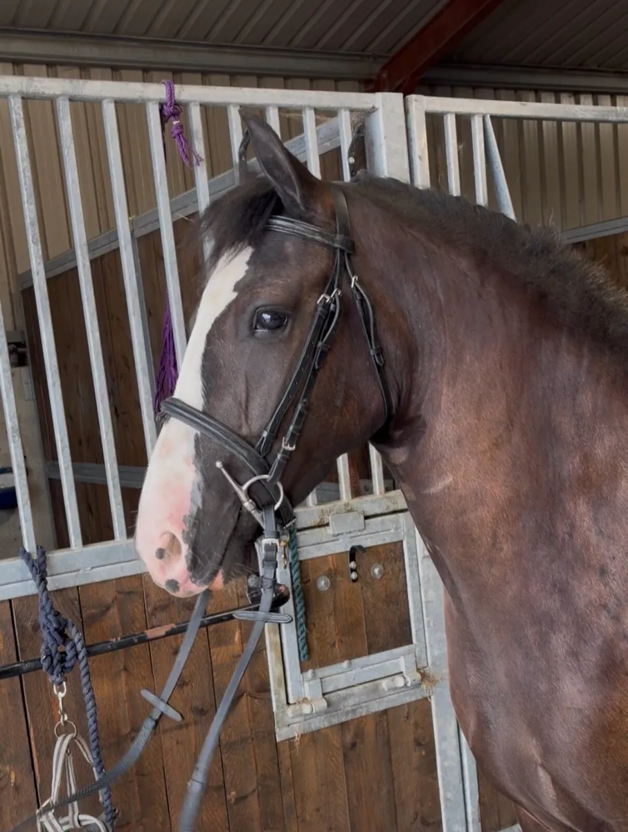 14.2 5 year old cob - Image 2