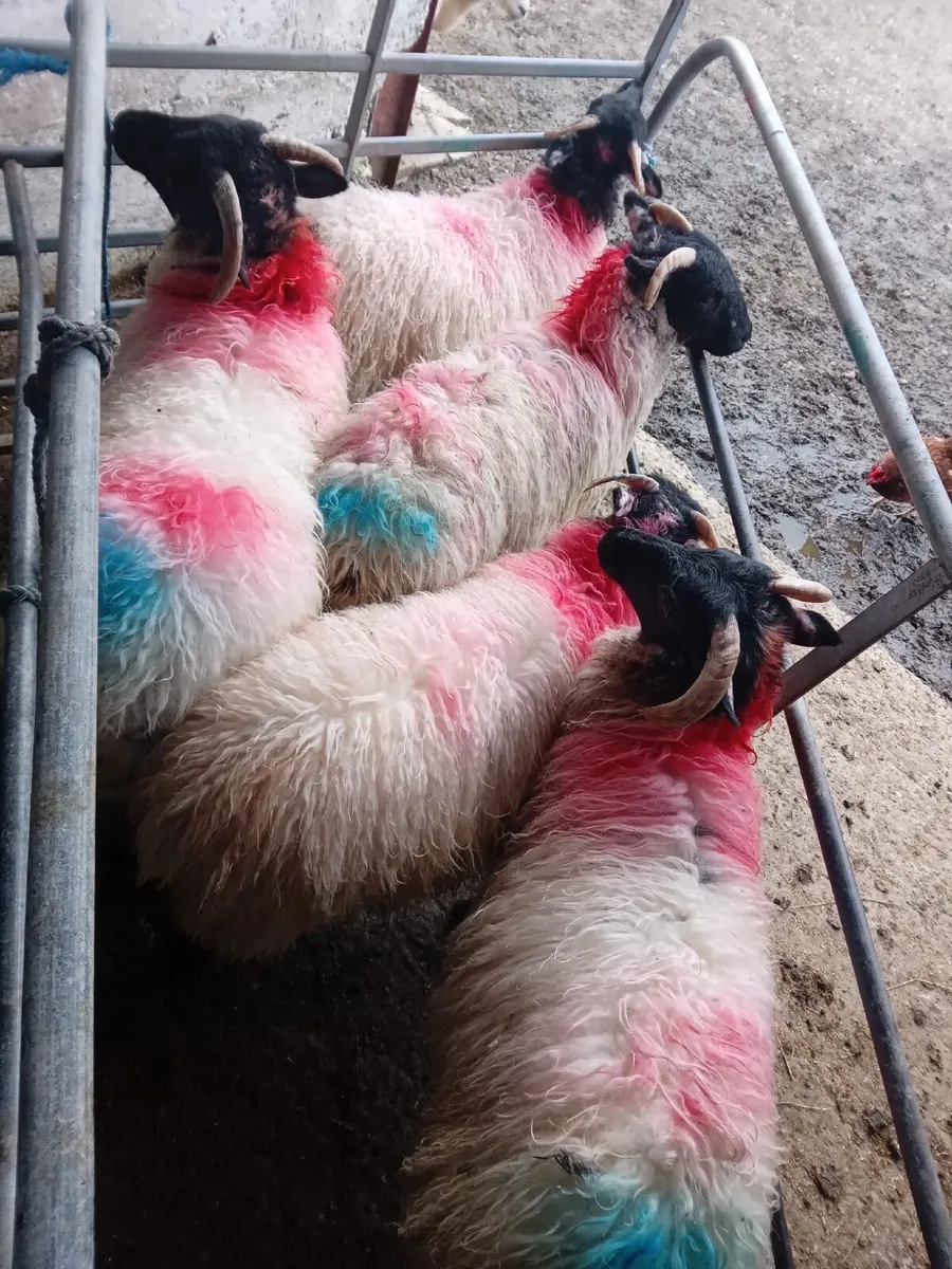 Ewe Lambs - Image 2