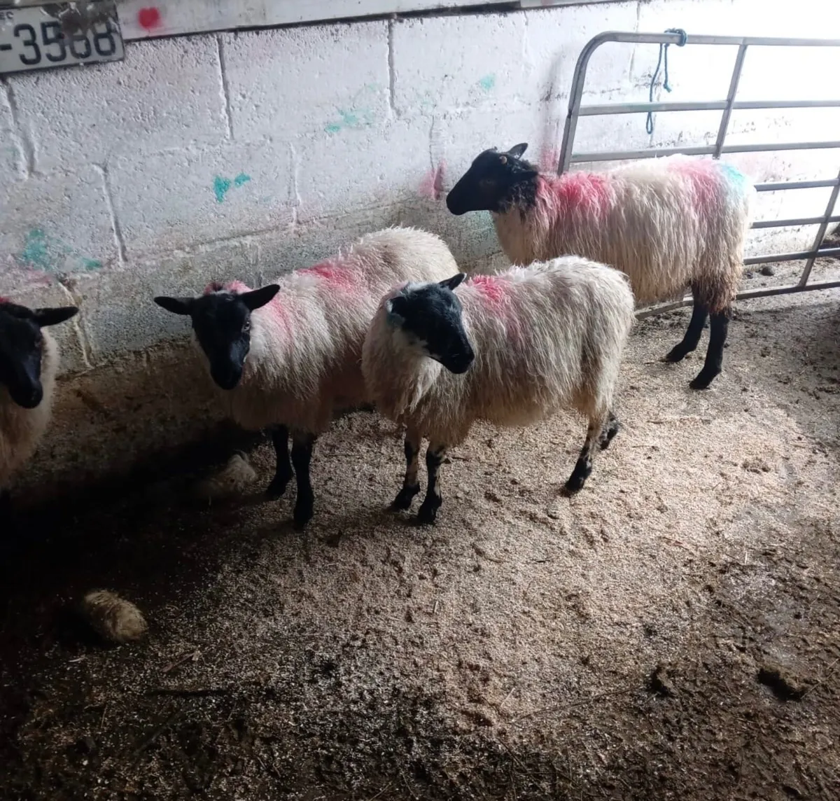 Ewe Lambs - Image 3