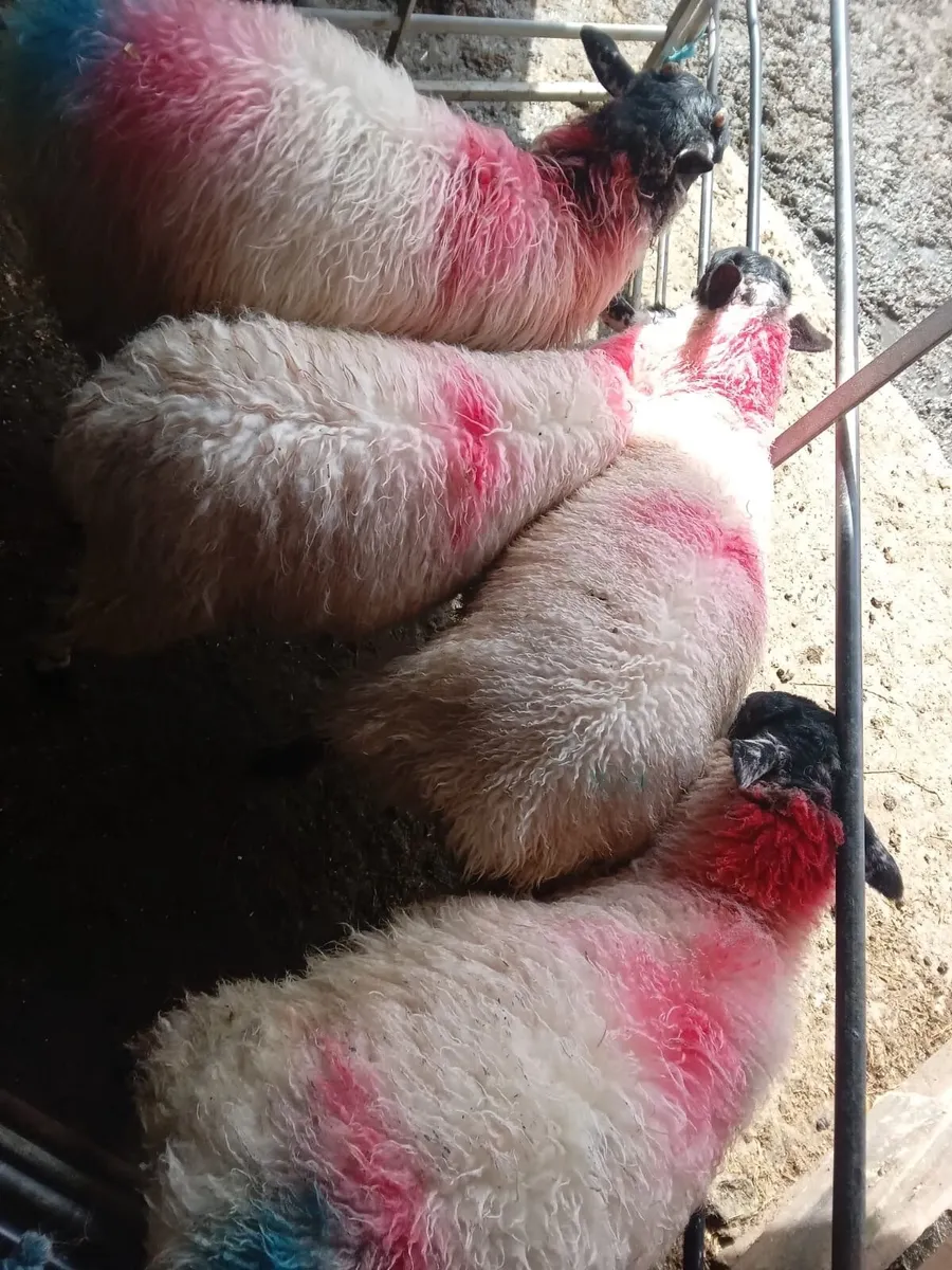 Ewe Lambs - Image 4