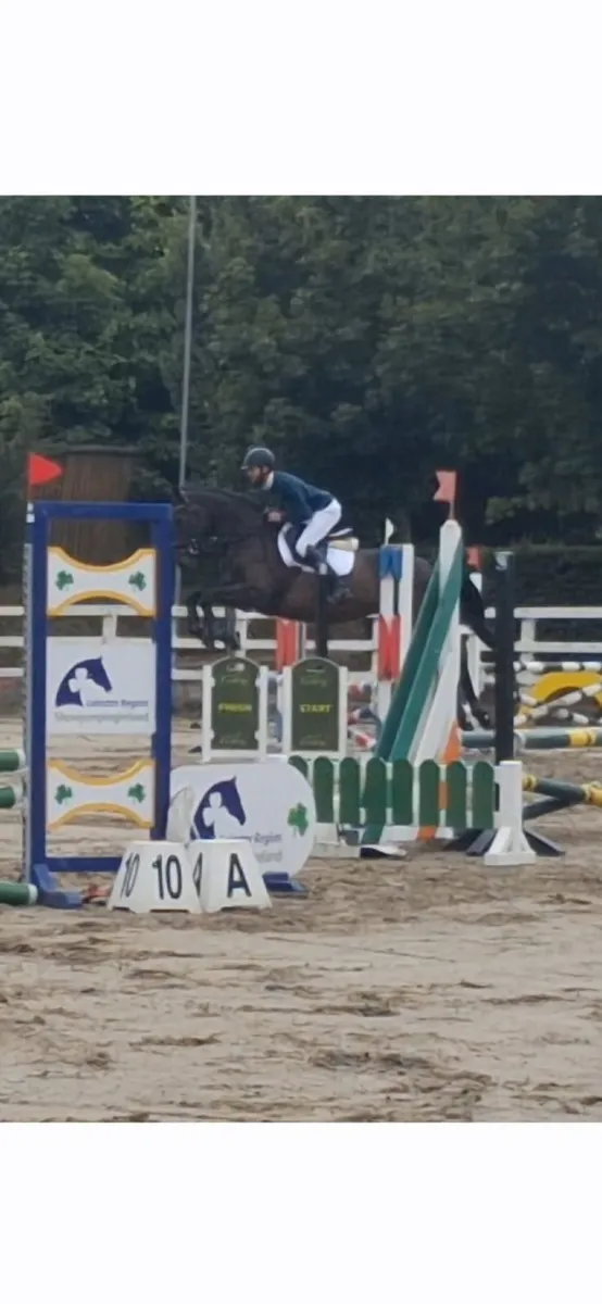 Beautiful TB Mare For Sale - Image 1