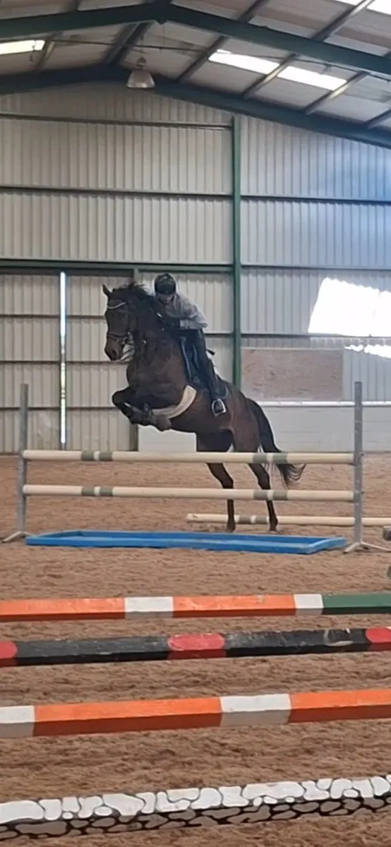 Beautiful TB Mare For Sale - Image 3