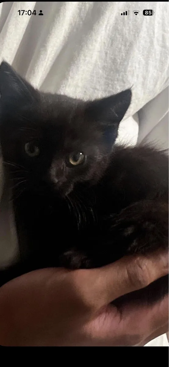 Kitten - Image 1