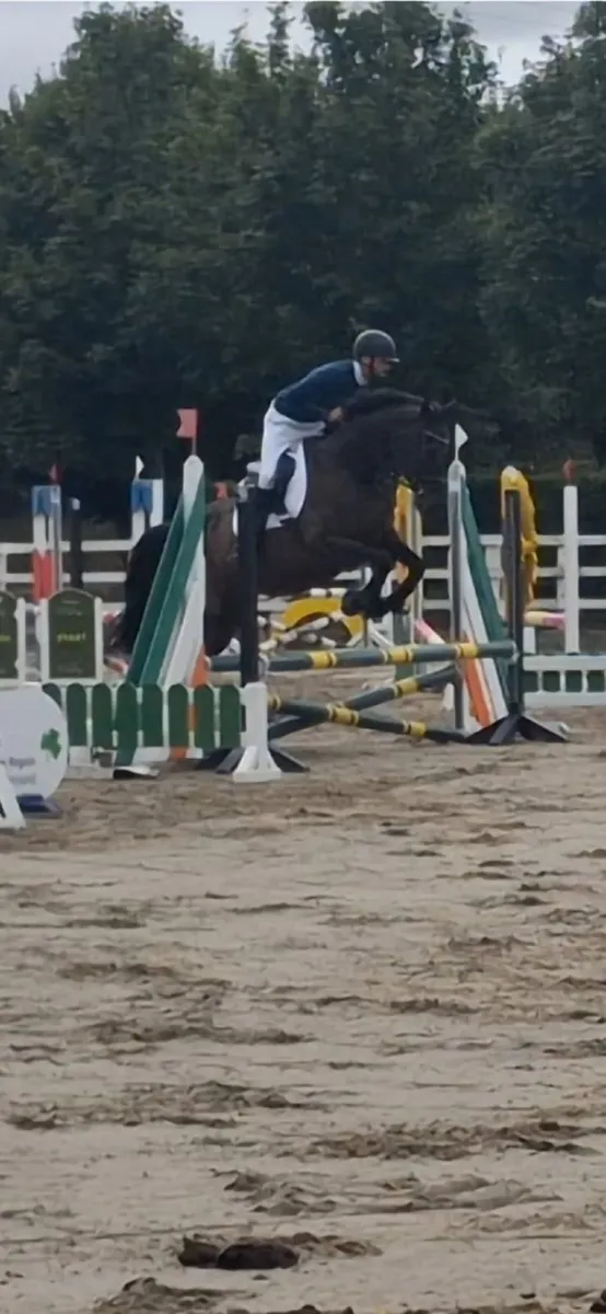 Beautiful TB Mare For Sale - Image 4