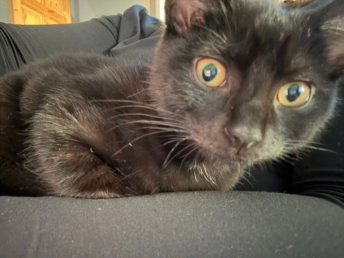 Kitten - Image 2