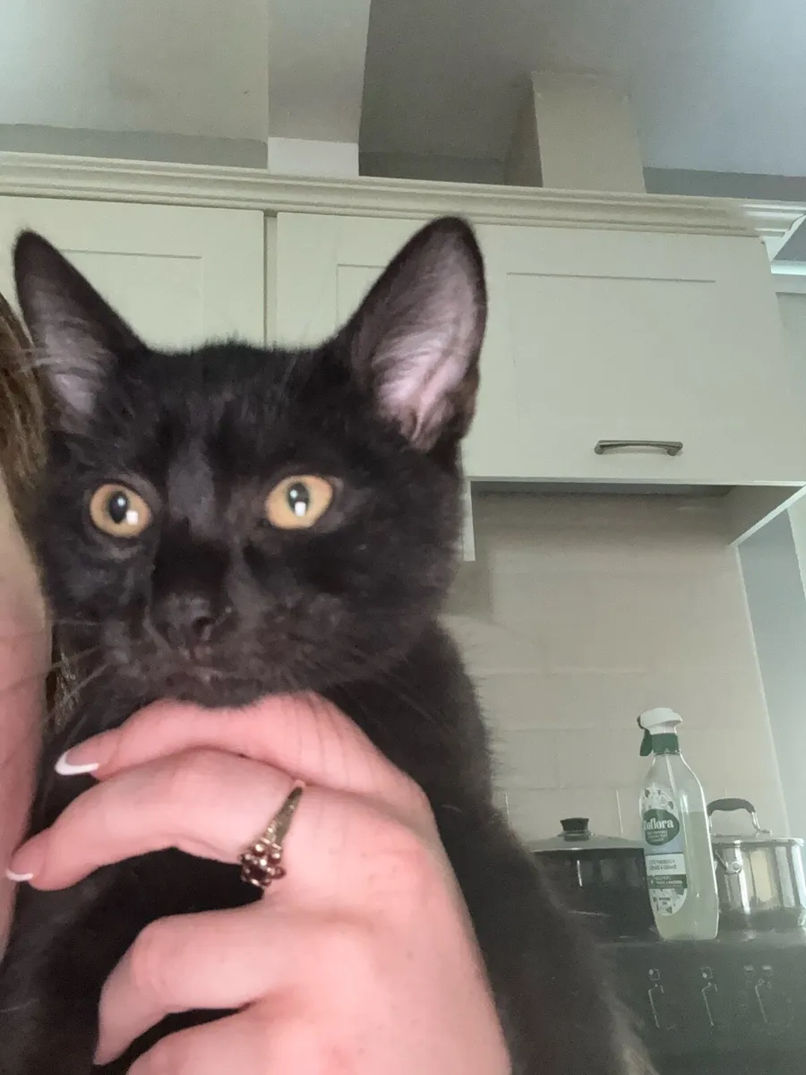 Kitten - Image 3