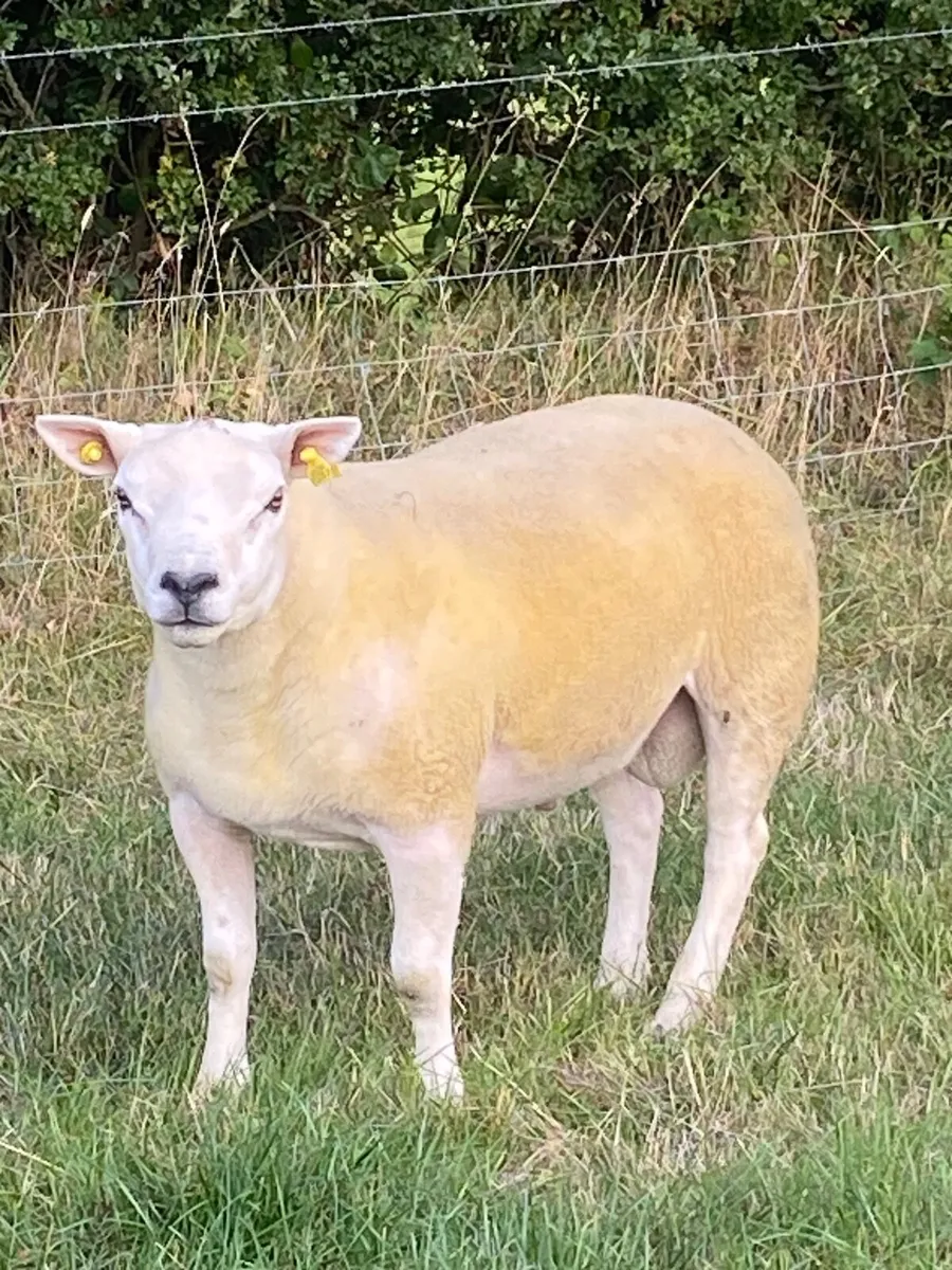 PBR Texel hogget ram - Image 2