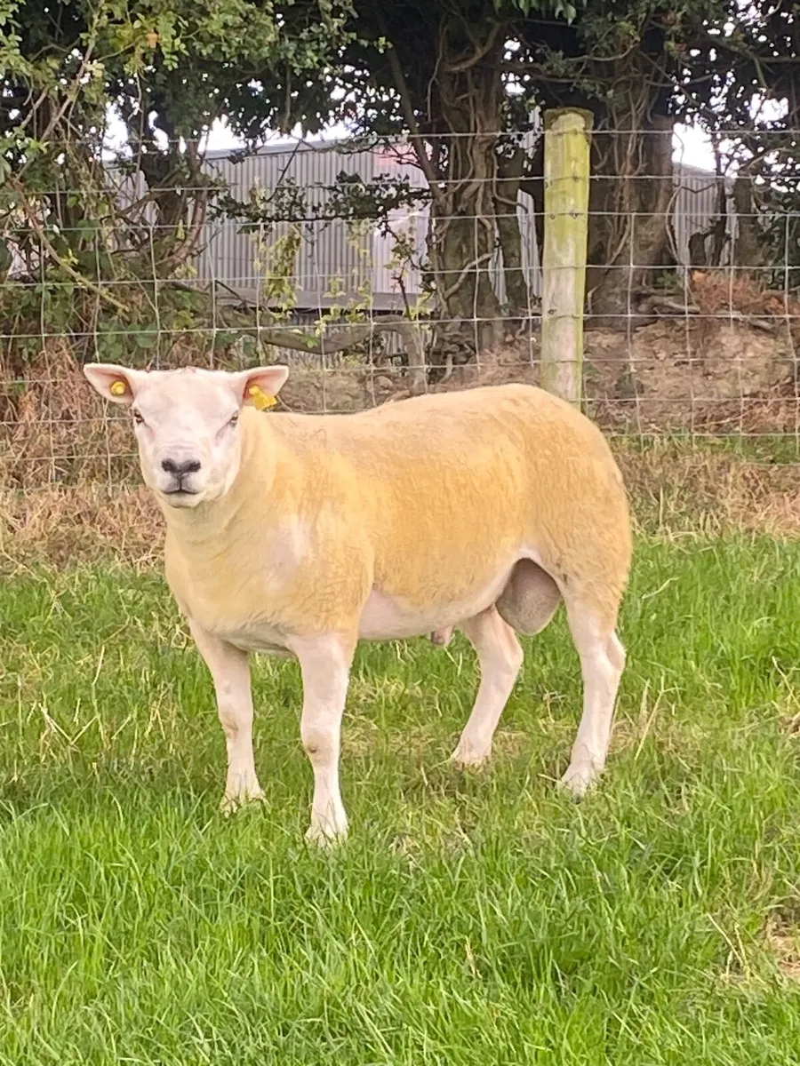 PBR Texel hogget ram - Image 1