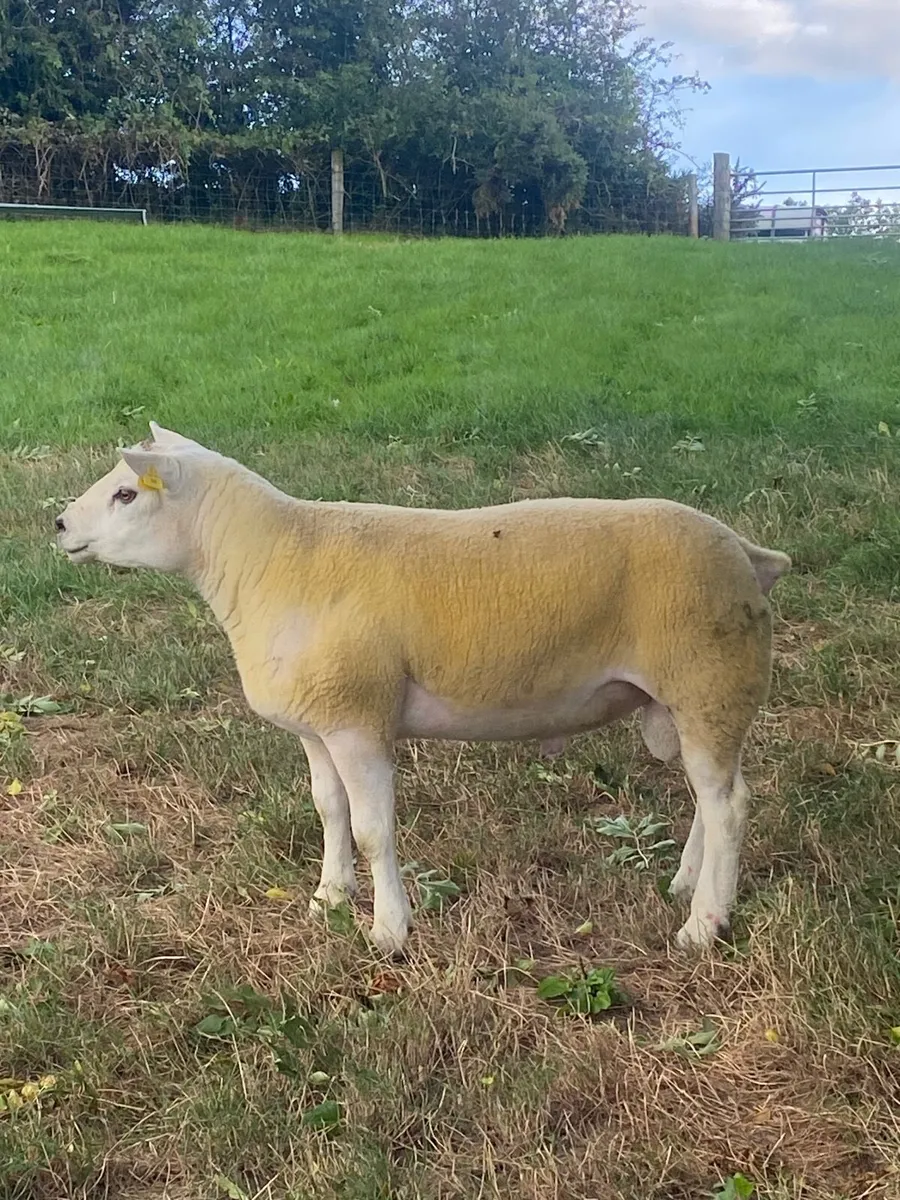 PBR Texel hogget ram - Image 3