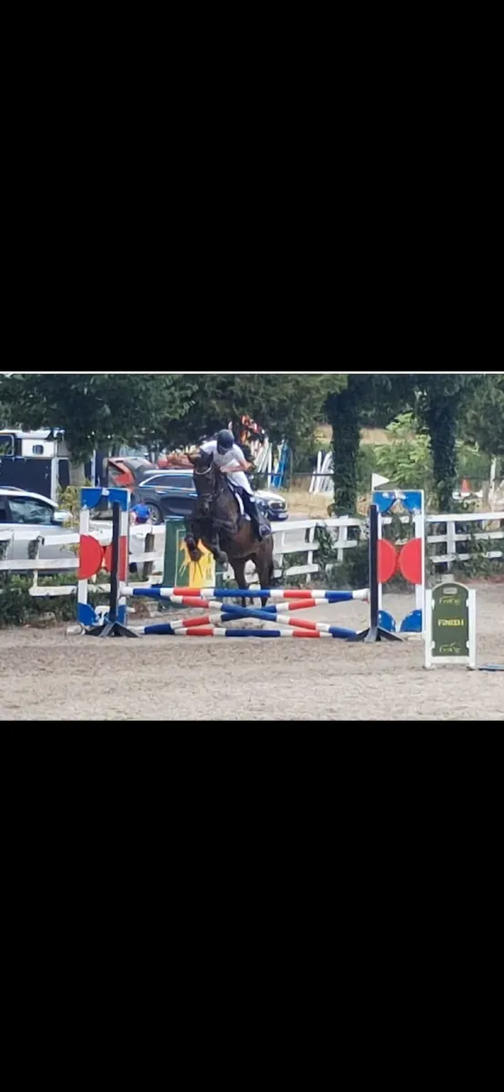 Beautiful TB Mare For Sale Price Drop - Image 1