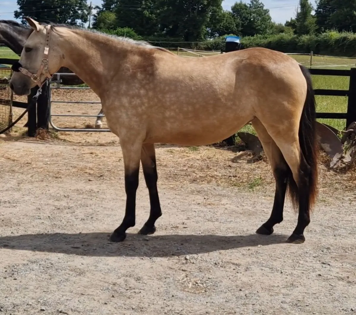 Buckskin 2 year old filly - Image 1