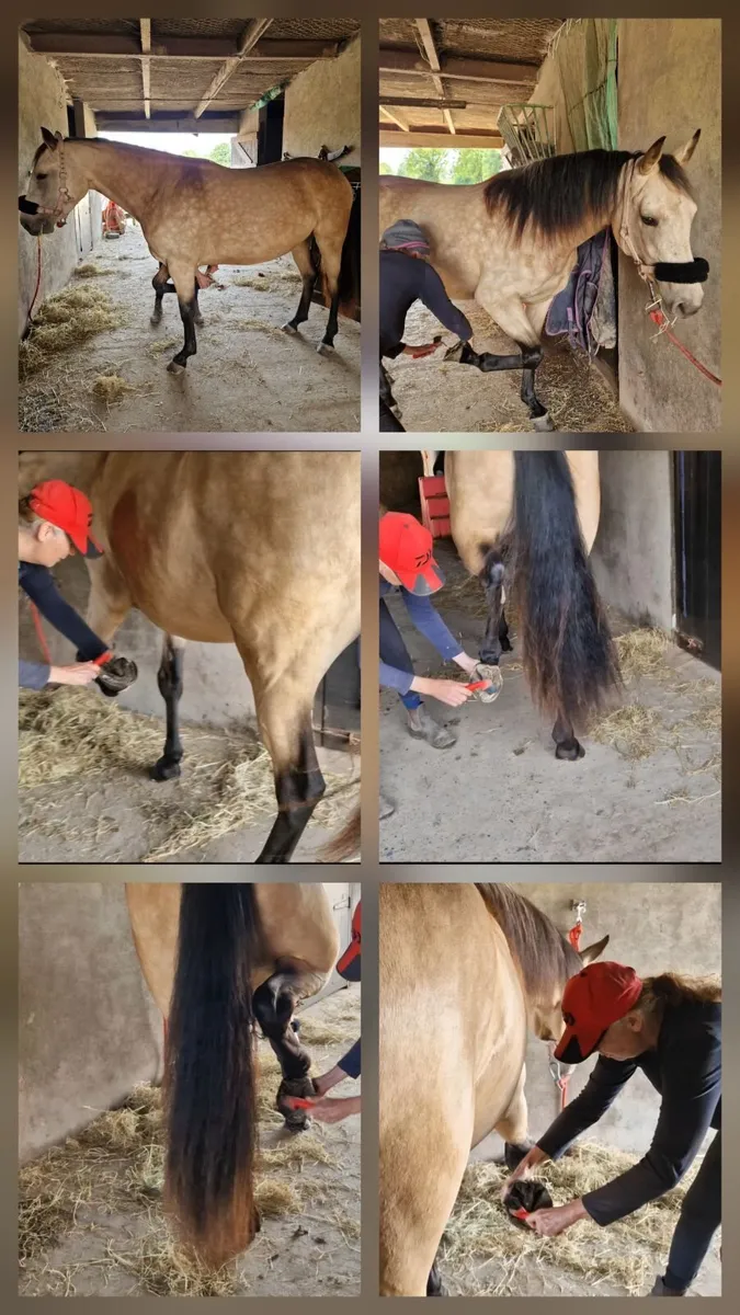 Buckskin 2 year old filly - Image 3