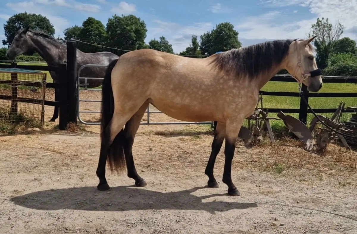 Buckskin 2 year old filly - Image 4