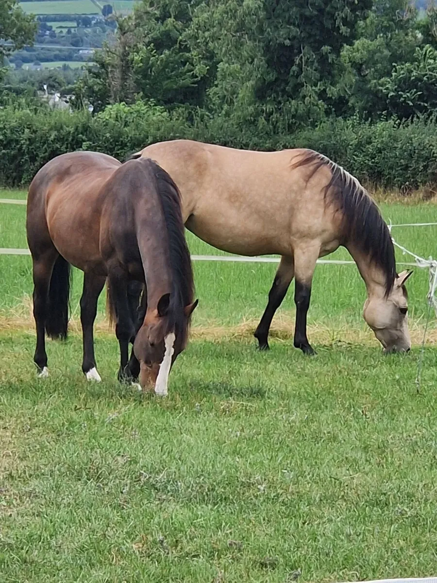 Buckskin 2 year old filly - Image 2