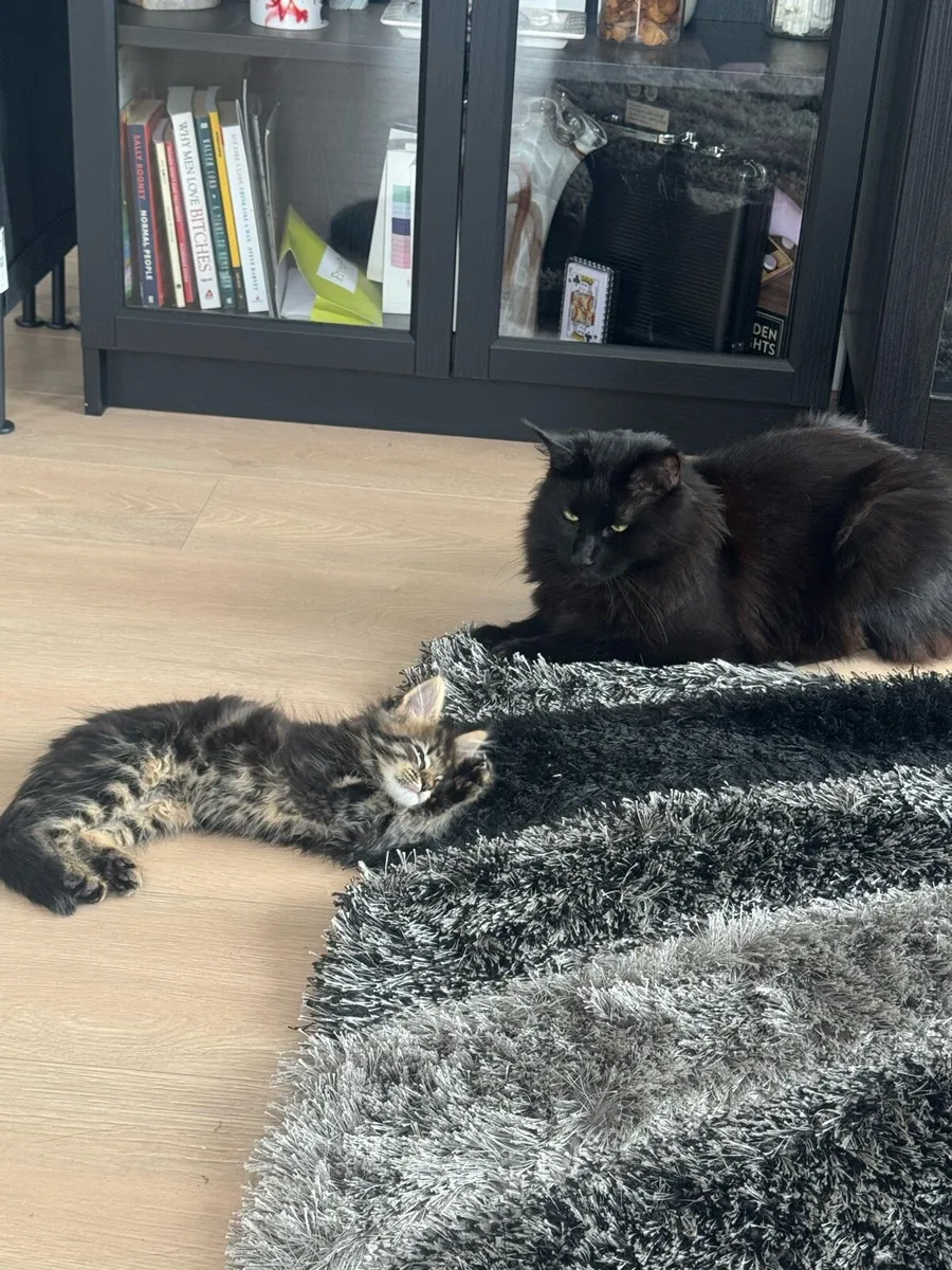 MAINE COON KITTEN - Image 3