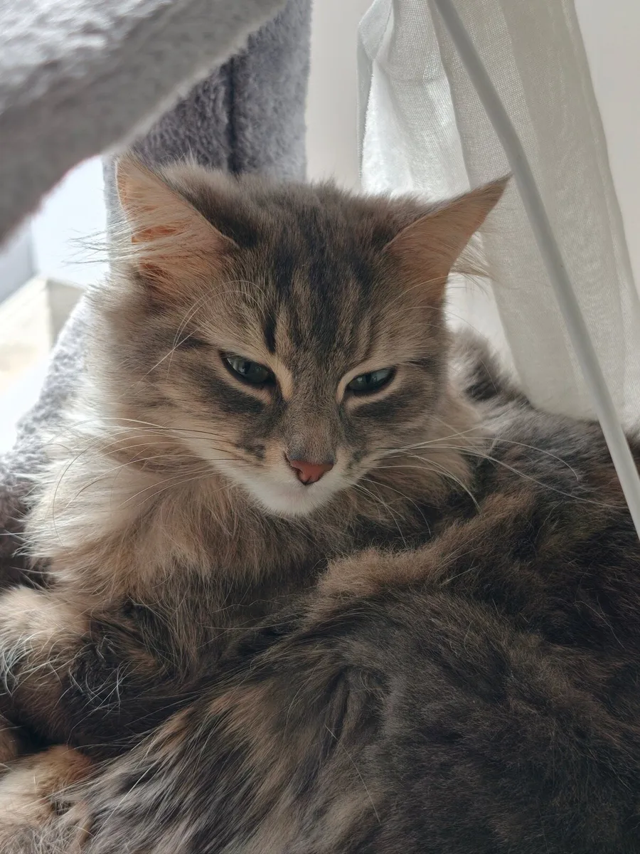 MAINE COON KITTEN - Image 4