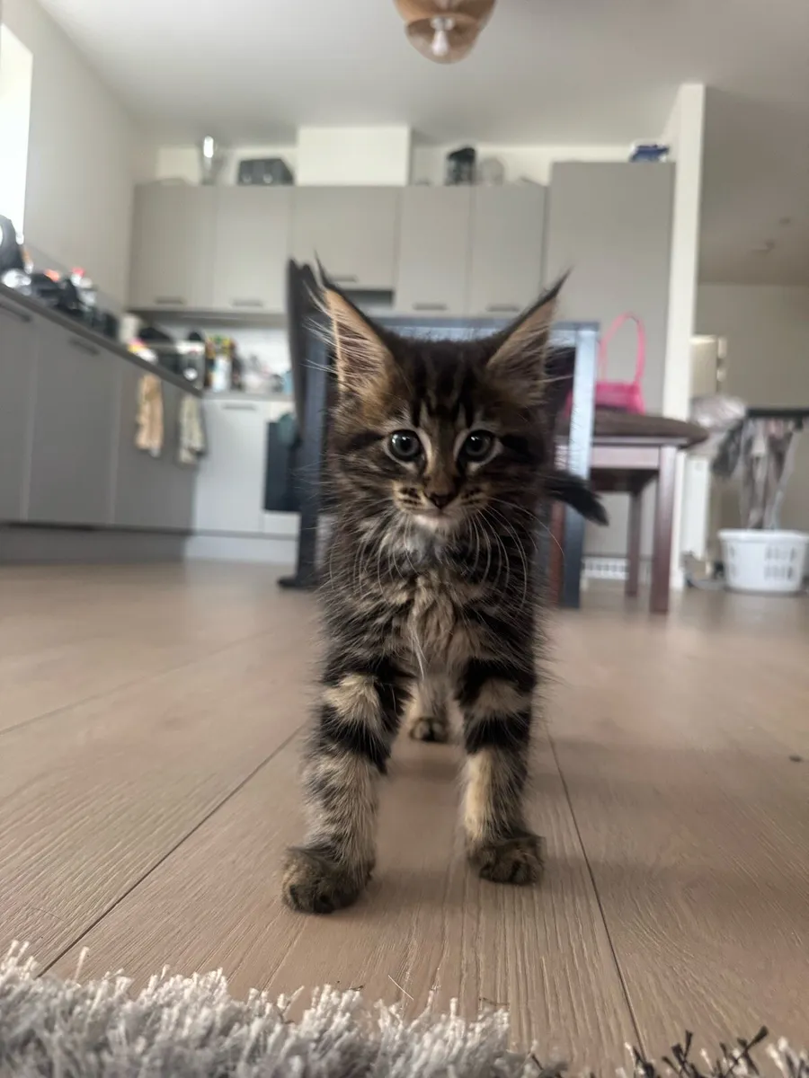 MAINE COON KITTEN - Image 1