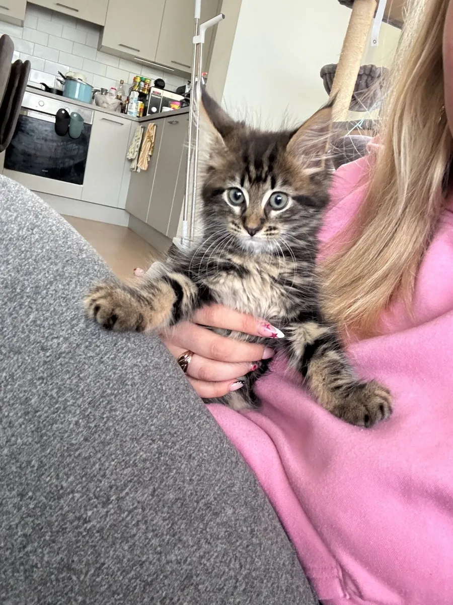 MAINE COON KITTEN - Image 2