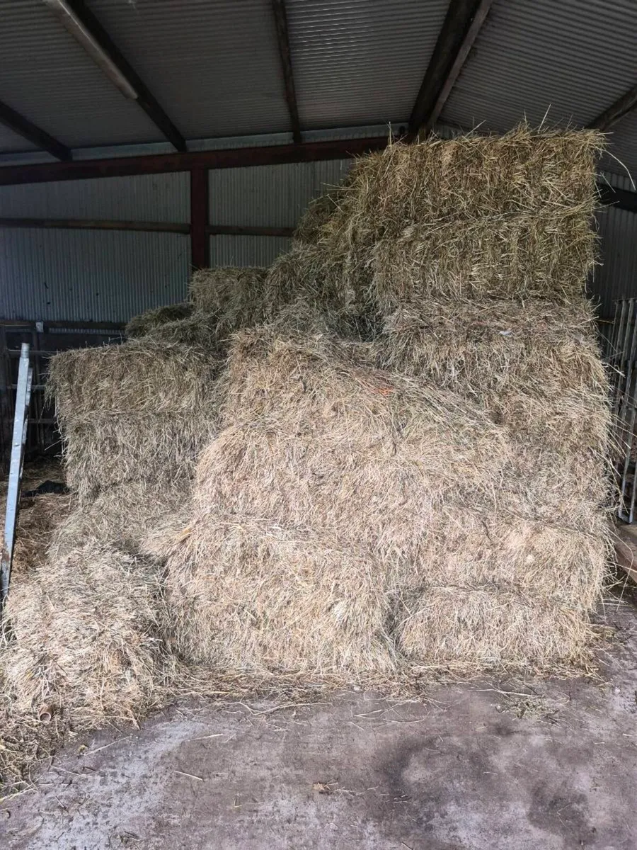 Square bales - Image 1
