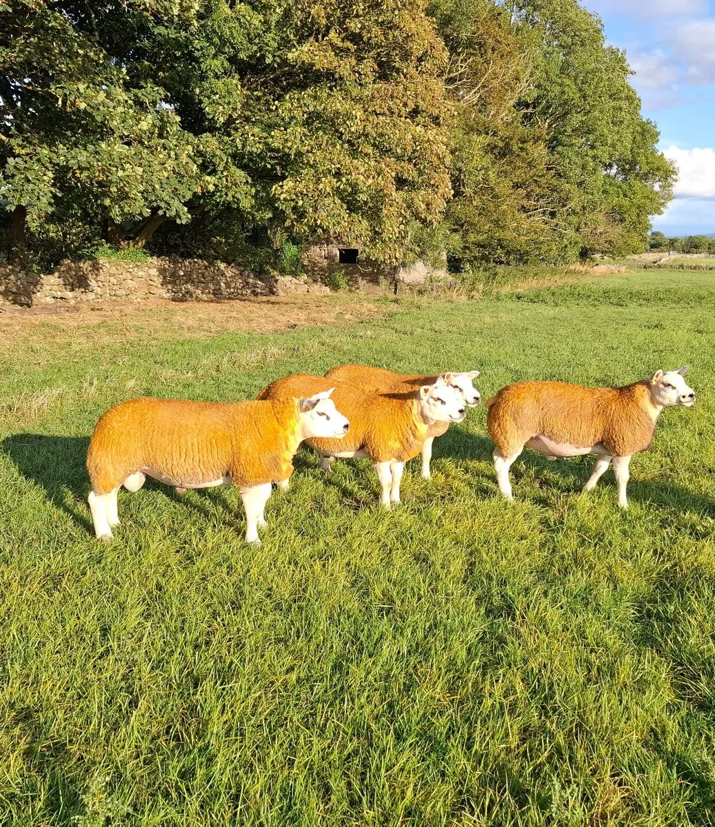 4 Pedigree registered Texel ram lambs - Image 2