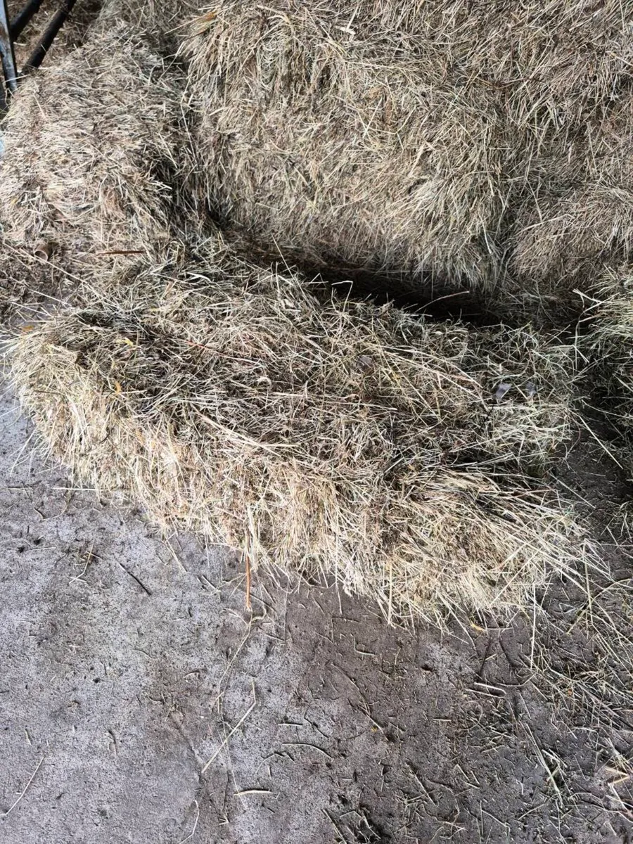Square bales - Image 2