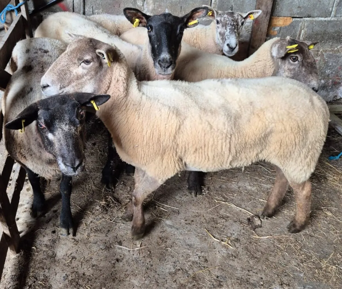 Breeding Ewes - Image 1