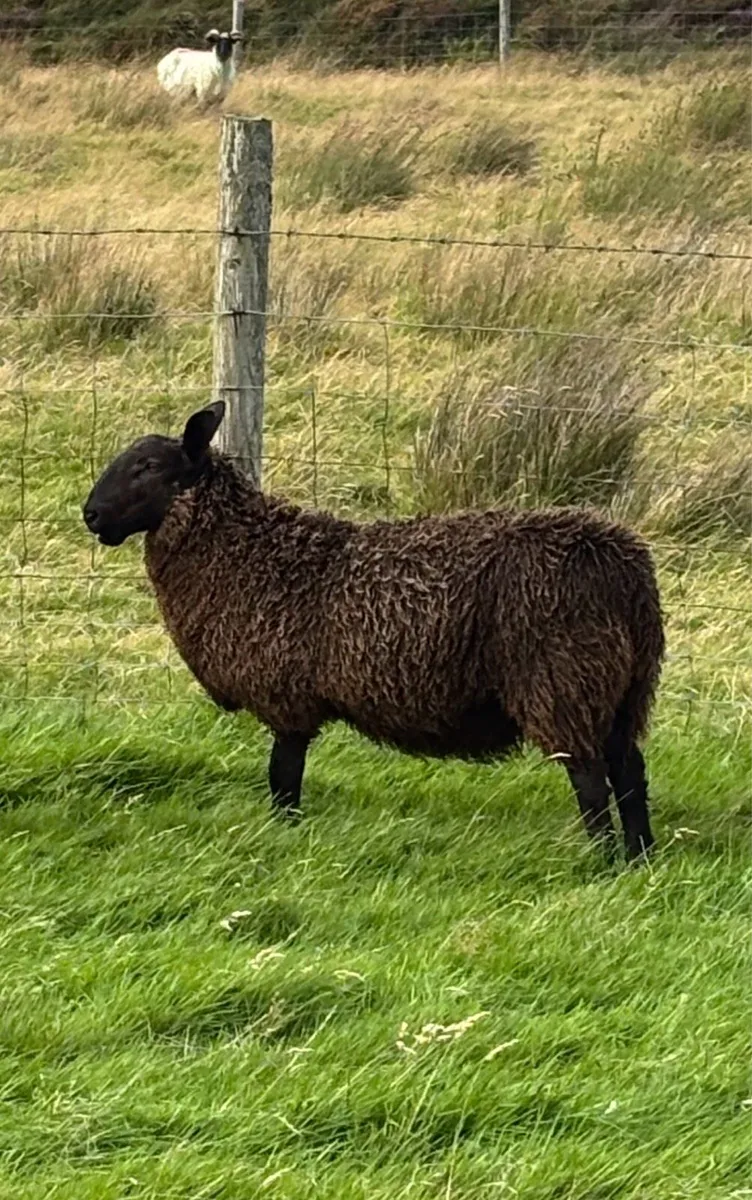 Ram Lamb Blue Leicester X Black Cheviot - Image 1