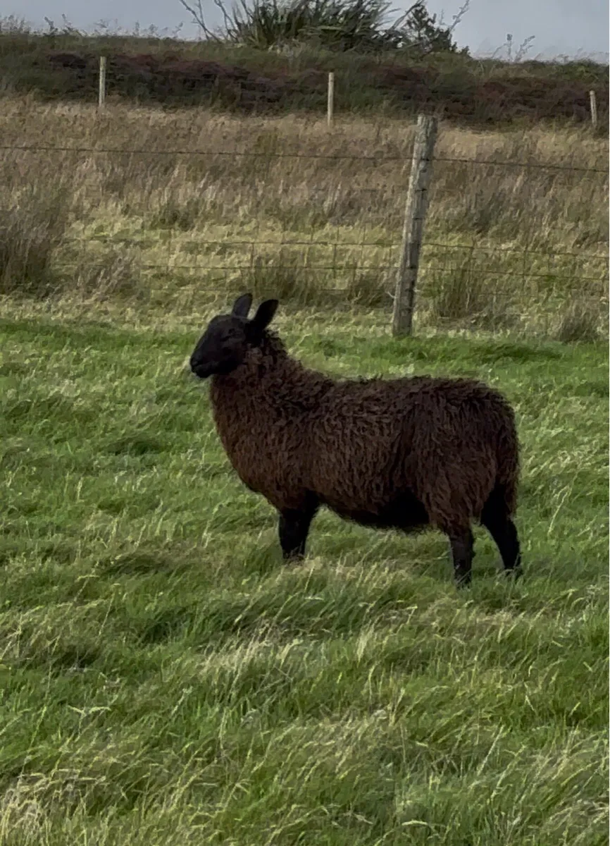 Ram Lamb Blue Leicester X Black Cheviot - Image 3