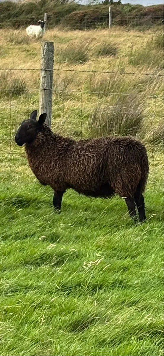 Ram Lamb Blue Leicester X Black Cheviot - Image 1