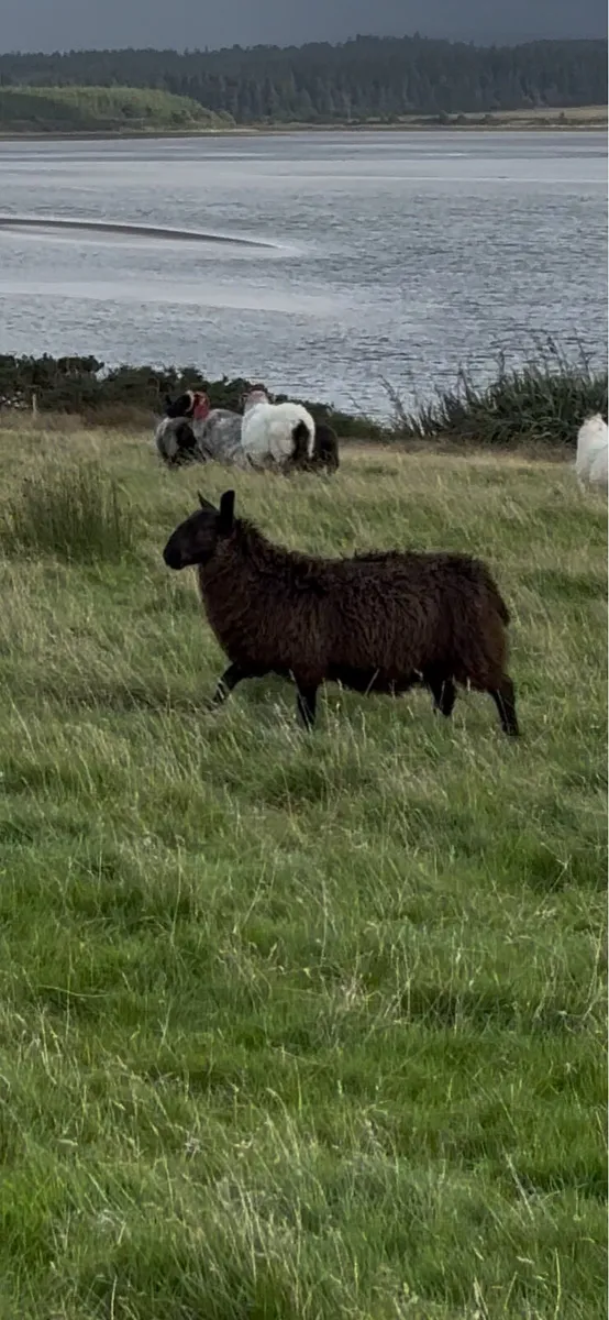 Ram Lamb Blue Leicester X Black Cheviot - Image 2
