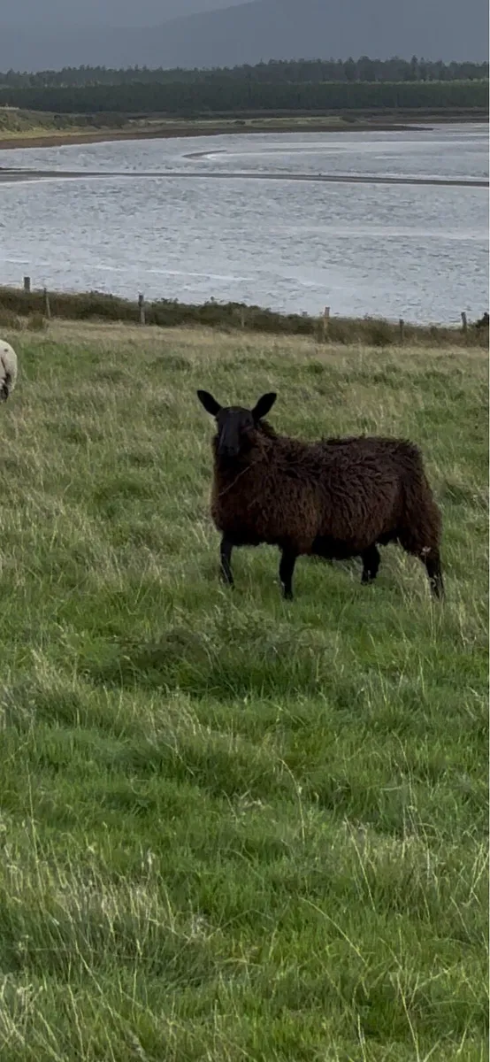 Ram Lamb Blue Leicester X Black Cheviot - Image 3