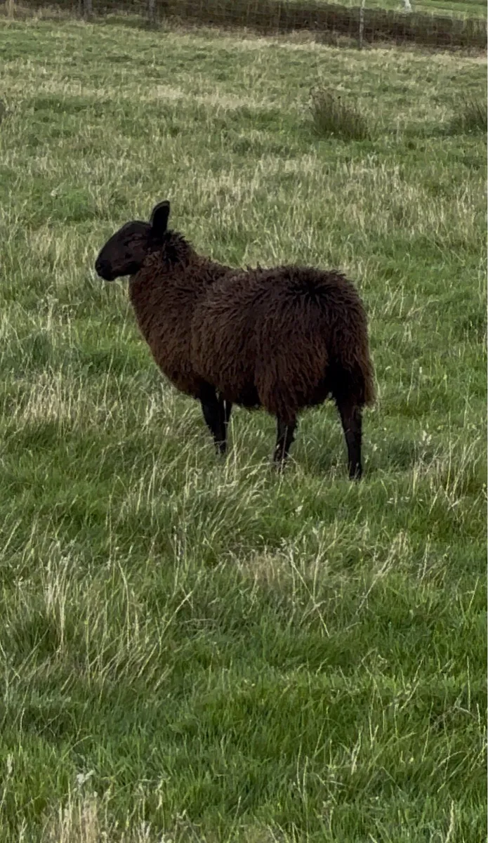 Ram Lamb Blue Leicester X Black Cheviot - Image 4