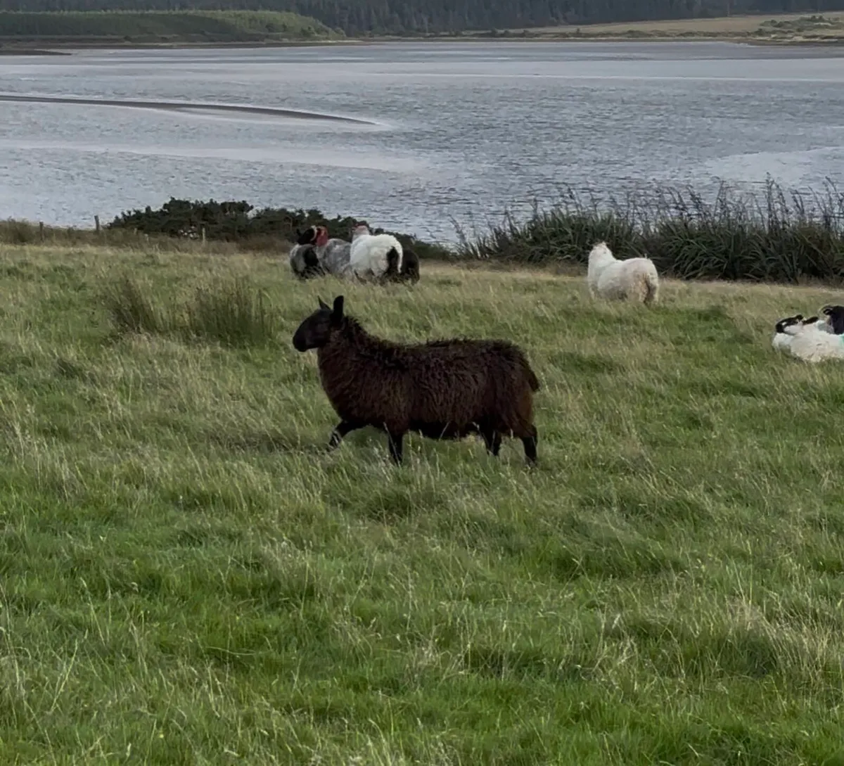 Ram Lamb Blue Leicester X Black Cheviot - Image 2