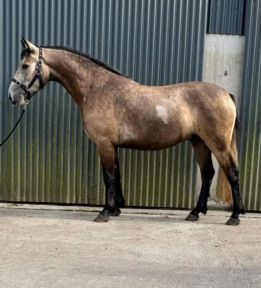 Lot 431 clifden Saturday