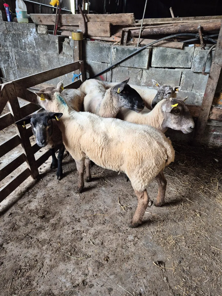 Breeding Ewes - Image 2