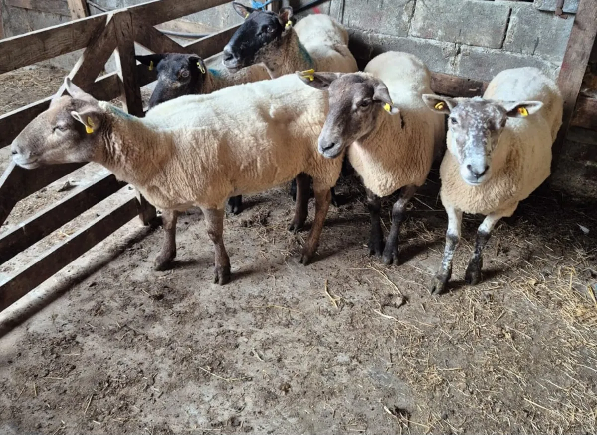 Breeding Ewes - Image 3