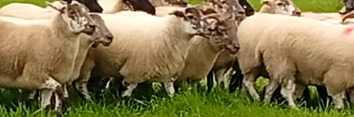 ⚡HILTEX Ewe Hoggets⚡ - Image 2