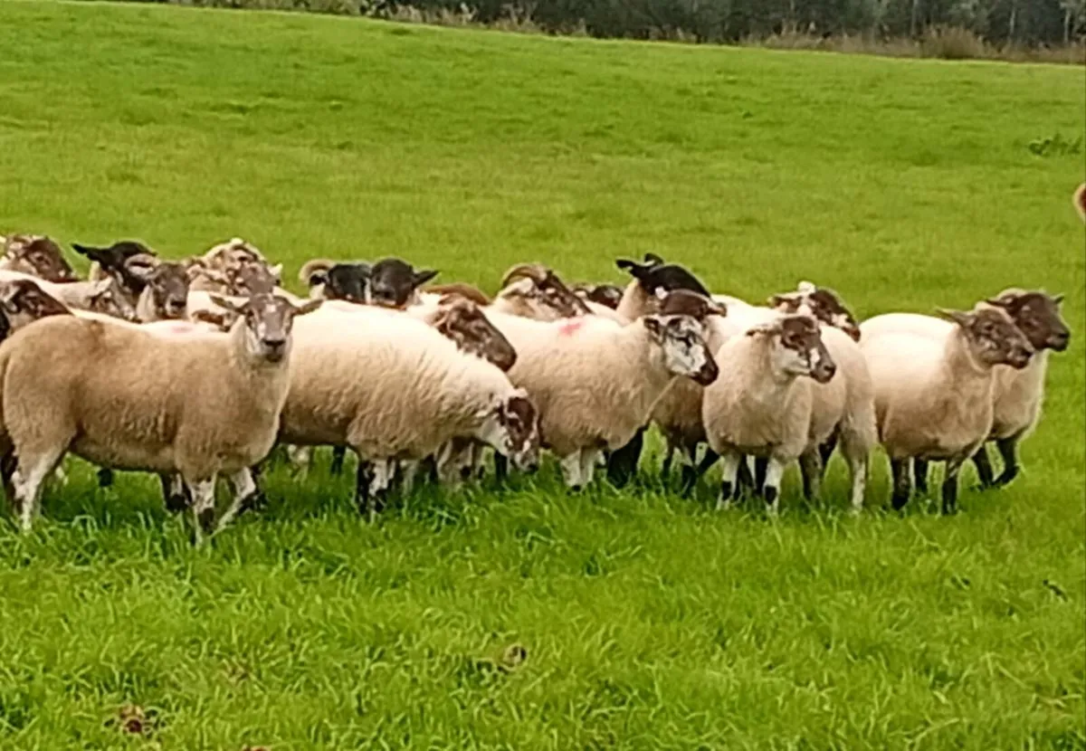 ⚡HILTEX Ewe Hoggets⚡ - Image 3