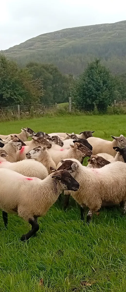 ⚡HILTEX Ewe Hoggets⚡ - Image 1